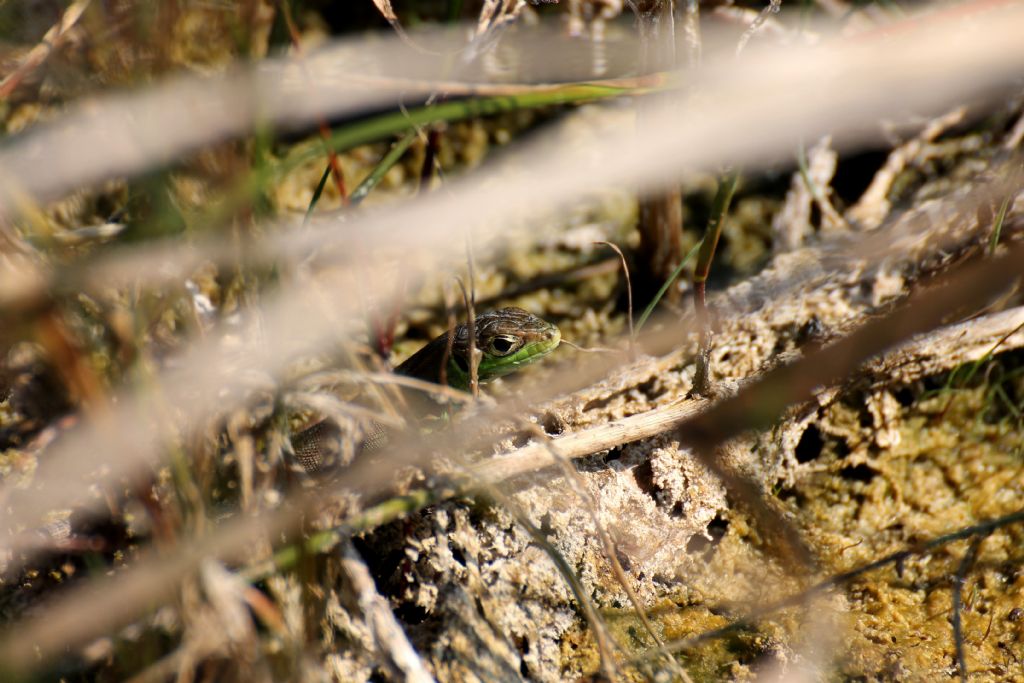 Lacerta bilineata giovane?